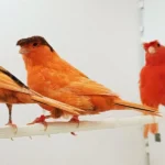 Canary Crested - Image 2