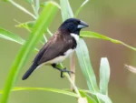 Magpie Manakin