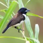 Magpie Manakin