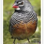 Buy African Quailfinch Online