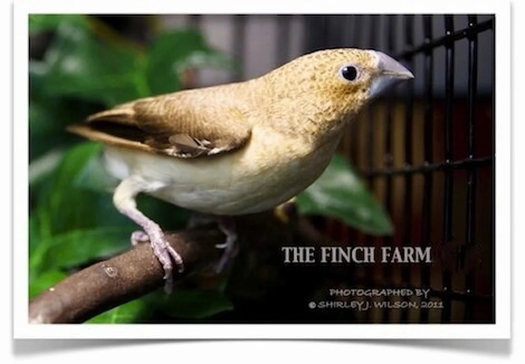 African_Silverbill__91322.1570946109 Buy African Silverbill Online - Image 1