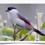 Buy Black Crowned Waxbills Online