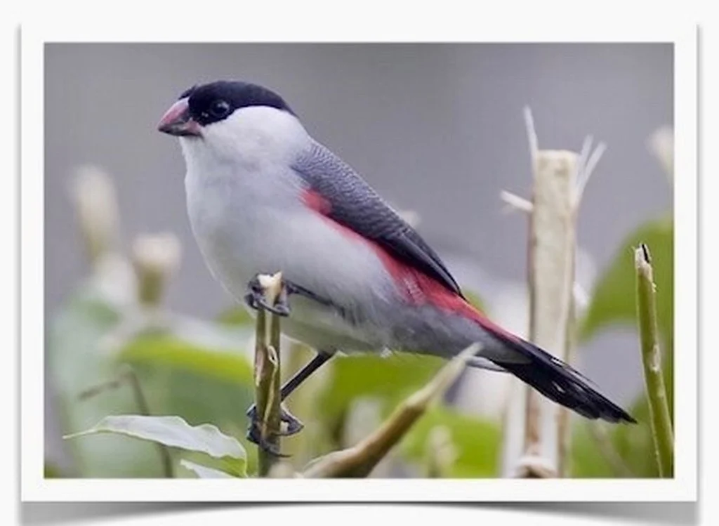 Black-crowned_Waxbill__72046.1570660010 Buy Black Crowned Waxbills Online - Image 1