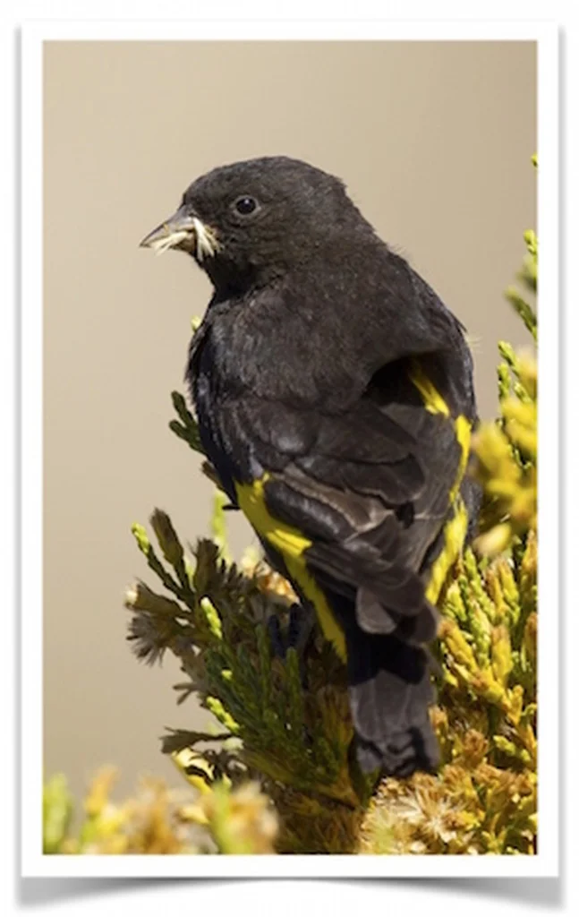 Buy Black Siskin Online - Image 1