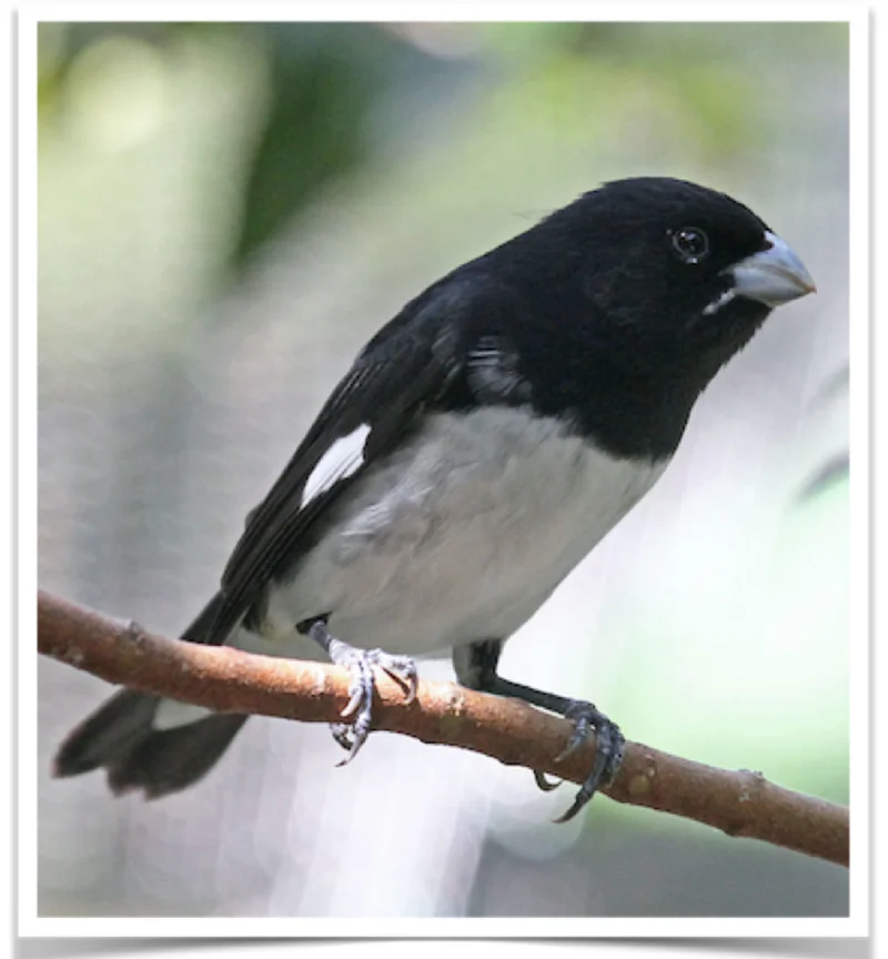 Black_and_white_Seedeater___62941.1570658567-1-800x864 Buy Black and white Seedeater Online - Image 1