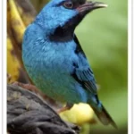 Buy Blue Dacnis – Turquoise Honeycreeper Online