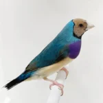 Lady Gouldian Finch - Camel Head Blue Back