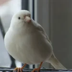 Canary White