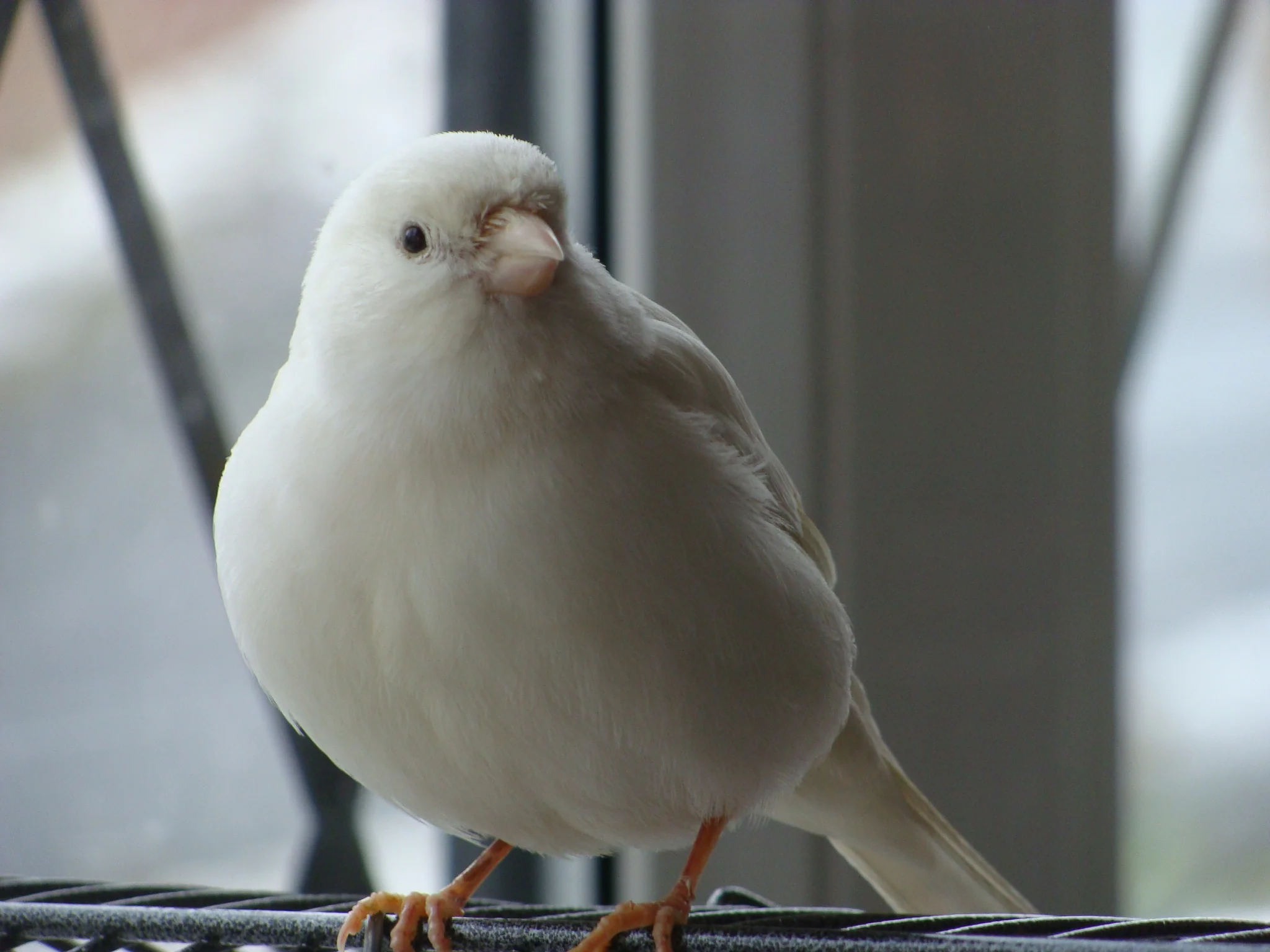Canary-White Canary White - Image 1