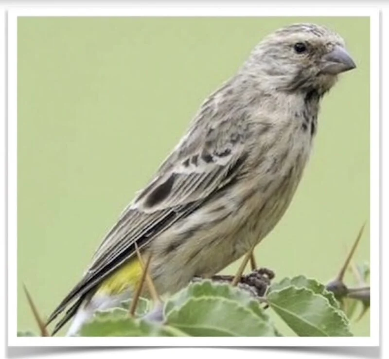 Canary_-_Black-throated__27745.1565203278-800x738 Buy Black Throated Canary Online - Image 1