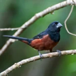 Chestnut Bellied Seed Finch YOUNG UNSEXED