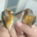 Canary X European Goldfinch Hybrid - Image 4