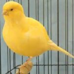 Canary Border