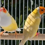 Yellow Back Gouldian Finches