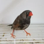 Zebra Finch Eumo Black - Image 2