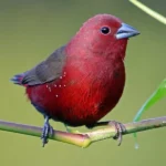 African FireFinch