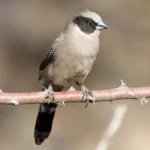Black Cheeked Waxbill