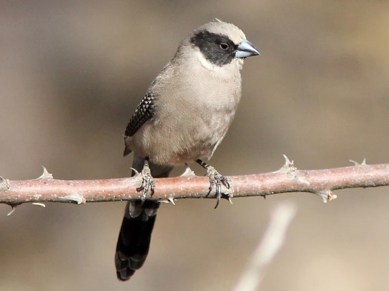black-cheeked-waxbill-705930 Black Cheeked Waxbill - Image 1