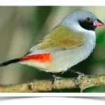 Buy Black-faced Swee Waxbill – Pairs Only Online