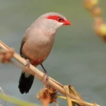 Black-Rumped (Red-Eared) Waxbill