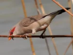 Black-Rumped (Red-Eared) Waxbill - Image 2
