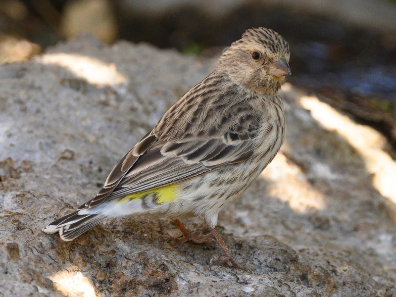 black-throated-canary-501305 Canary Gloster Corona - Image 1