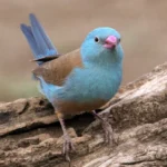 Blue-capped cordon-bleu - Image 2