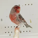 Canary Agate Red Mosaic