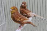 Canary Feo - Image 2