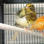 Canary Frill - Image 2
