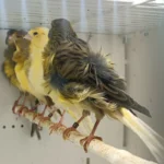Canary Frill