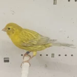 Canary Isabel - Image 2