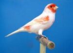 Canary Mosaic White and Red - Image 2