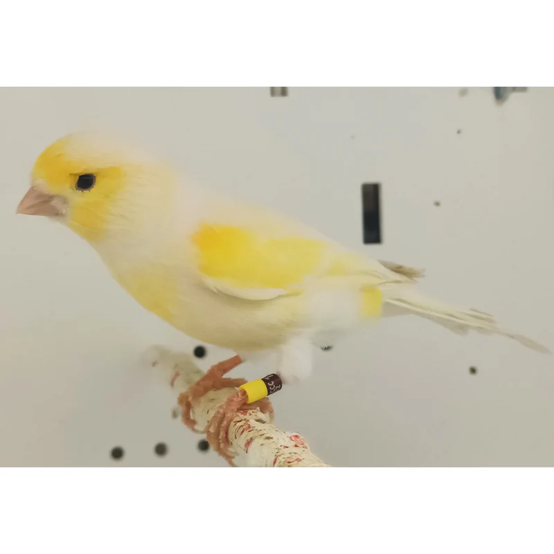 canary-mosaic-white-and-yellow-550316 Canary Mosaic White and Yellow - Image 1