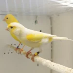 Canary Mosaic White and Yellow - Image 2