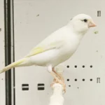 Canary Raza - Image 2