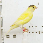 Canary Raza