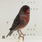 Canary Red Black Agate Mosaic