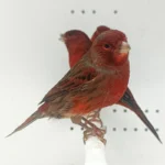 Canary Red Brown Mosaic - Image 2