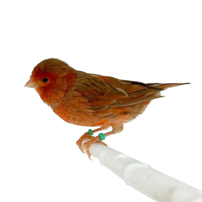 canary-red-brown-mosaic-563456 Canary Red Brown Mosaic - Image 1