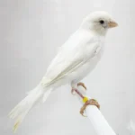 Canary Russian - Image 2
