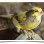 Canary Varigated
