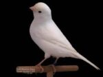 Canary White