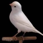 Canary White