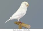 Canary White - Image 2