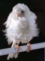Canary Frill - Image 3