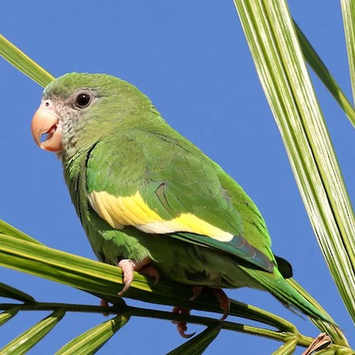 canary-winged-parakeet-382036_512x512 Canary-Winged Parakeet - Image 1