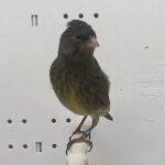 Canary x Siskin Hybrid
