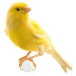 Canary Yellow