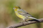 Canary Yellow - Image 2